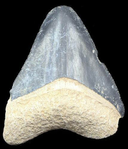 Serrated,  Bone Valley Megalodon Tooth #45102